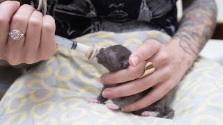 How to Syringe Feed a Newborn Kitten [upl. by Leroy]