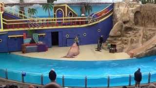 SeaWorld Orlando  Clyde and Seamore Take Pirate Island  CompleteFull video [upl. by Goody]