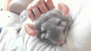 Chinchilla falling asleep being cuddled [upl. by Rovaert]