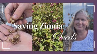 Saving Zinnia Seeds and Bringing Cuttings inside for the winter [upl. by Notxap537]