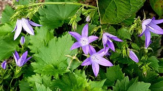 Campanula poscharskyana Blue Waterfall [upl. by Linzer444]