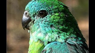 Parrot Facts  wild RedRumped parrots [upl. by Lavinia940]