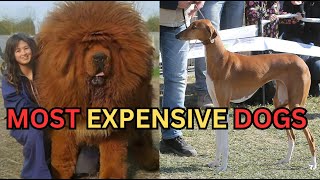 The Most Expensive Dogs In The World  Number One Is An Angel [upl. by Henning773]