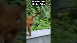 Floridas wild monkey tribe the rhesus monkey tribe thats abundant in the silver springs state park [upl. by Bonne]