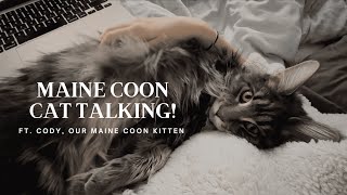 Maine Coon Cat Talking  “I Want My Morning Cuddles” [upl. by Leschen805]