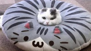 Very FUNNY CATS  Super HARD TRY NOT TO LAUGH challenge [upl. by Ittocs907]