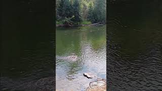 Insane River FULL of Fish in Bella Coola BC fishing fishing nature [upl. by Ettegroeg]