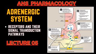 Adrenergic System Basics  Receptors and their Signal transduction  ANS pharmacology L5 [upl. by Bernj743]