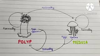 Difference between Metamerism  Metagenesis  Metamorphosis  Metastasis  BIOLOGY Bubble  NCERT [upl. by Ediva850]