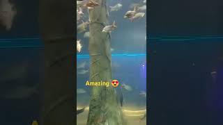 AQUARIA KLCC IN KUALA LUMPUR aquarium aquariaklcc klcc kualalumpur malaysia viral shorts [upl. by Aniad]