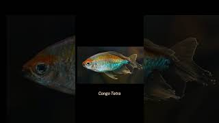 10 Beautiful Tetra Fish Types shorts [upl. by Nahsaj]