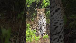 female leopard at wilpattu national park srilankanwildlife leopard nature [upl. by Eelannej]