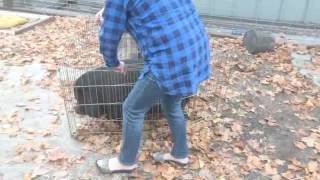 How to easily move a potbellied pig [upl. by Dinah420]