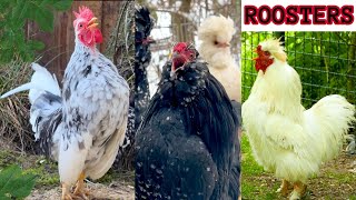 The most handsome roosters crowing from tiny Serama to big Silverudds Blå crossbreed chickens farm [upl. by Orvil]