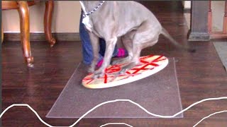 Confidence Building Build Your Dogs Confidence Wobble Board Exercise Fearful Dogs Training Tip [upl. by Nospmis]