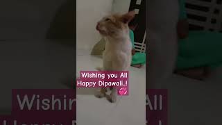 Happy Dipawali 😻  trending cat catvideos funny [upl. by Nwahsram924]