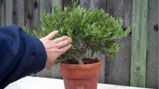 How to create an Olive tree Bonsai Part 1 initial shapingmp4 [upl. by Poppo]