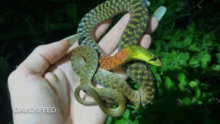 Red Necked Keelback excreting poison  Herping Thailand [upl. by Toomay]