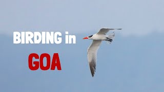 Birding in Goa  October 2024 [upl. by Iclek]