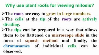 Why Use Plant Roots for Viewing Mitosis Divisions [upl. by Chappy]