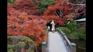 JG8K 山口 紅葉の長府庭園 YamaguchiChohu Garden in Autumn [upl. by Pillihpnhoj]