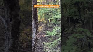 whitetail deerseason bowhunter bowseason fueledbynature saddlehunting mobilehunter [upl. by Einahpehs]