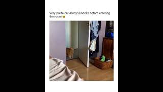 Knock knock 😅🐈 subscribe for more ❕ [upl. by Lleneg]