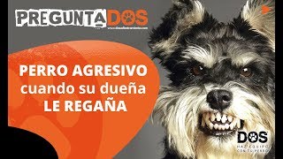 Educar a PERRO AGRESIVO que GRUÑE a sus dueños 🐺😫  Consejos para tratar este problema 📝 [upl. by Monteria]