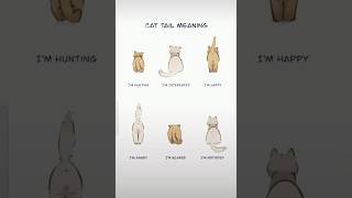 Cat Tail Meaning catlover catshorts cuteanimal cat music trendingshorts youtubeshorts shorts [upl. by Ahsenwahs]