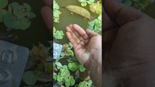 I helped 1 fish go home 🏠 Amazing baby fish 🐠 shorts animals fish [upl. by Anastos]