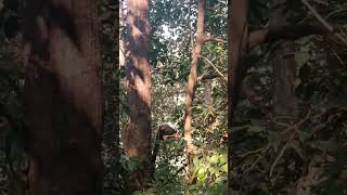 Giant Malabar squirrelshortvideo youtubeshorts [upl. by Joseph]