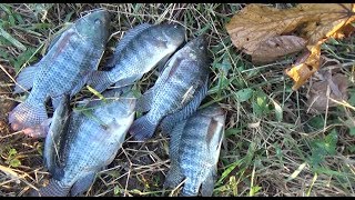 Pesca con anzuelo  Tilapias grandes  parte 2  Carnada para tilapias [upl. by Mouldon]