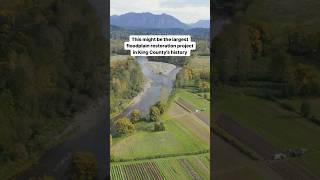 This might be the largest floodplain restoration project in King County’s history [upl. by Martinic157]