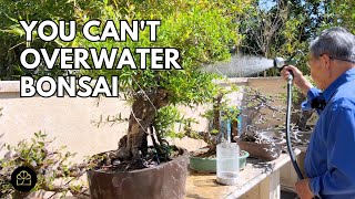 How to Water Your Bonsai Without Killing It [upl. by Eisej]