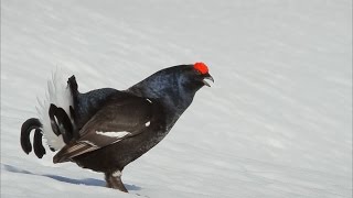 Le Grand Tétras ou Grand coq de bruyère [upl. by Aay405]