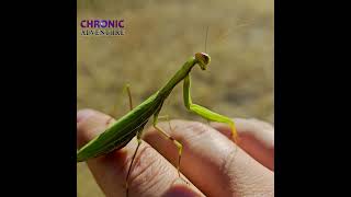 hike  Mount Hawthorne  Okanagan Falls BC Canada prayingmantis mantis insects bug fall [upl. by Niasuh]