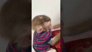 Funny monkey Bryan wildlfe cuteanimal wildlif cutemonkey cute wildlufe [upl. by Winton]