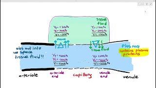 818 Tissue Fluid Formation Cambridge AS amp A Level Biology 9700 [upl. by Raye]