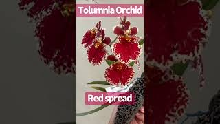 Small Orchid Tolumnia Red Spread [upl. by Adlig852]