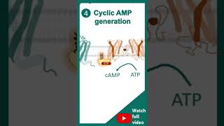 cell signallinggpcrreceptorshortvideo [upl. by Erdnaed]