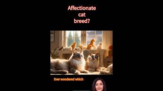 MOST LOVING CAT BREED REVEALED  shorts cat [upl. by Avraham438]