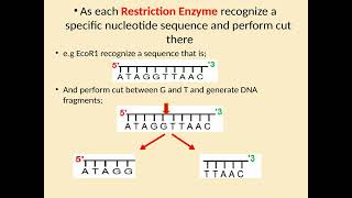 Restriction Fragment Length Polymorphism [upl. by Hawken]