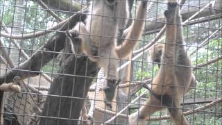 Two male monkeys performingwell just watch the video and find out [upl. by Nitaf]