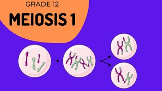 Meiosis 1  Crossing over and Phase identification [upl. by Tioneb]