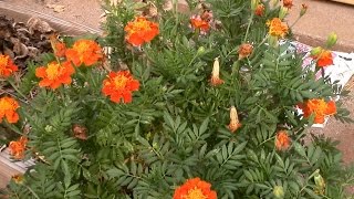 Saving french marigold seeds [upl. by Aissilem123]