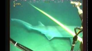 Shark attack on subcablewmv [upl. by Storz]