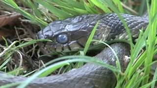 286 Grass snake Murten Switzerland [upl. by Seidnac]