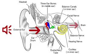 Sensorineural Hearing Loss [upl. by Glanti]