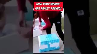 how your shrimp are really packed [upl. by Atauqal]