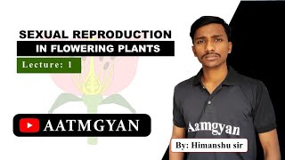 SEXUAL REPRODUCTION IN FLOWERING PLANTS CLASS 12  MALE SEX ORGAN  FLOWER  neet cbse [upl. by Arbmat]